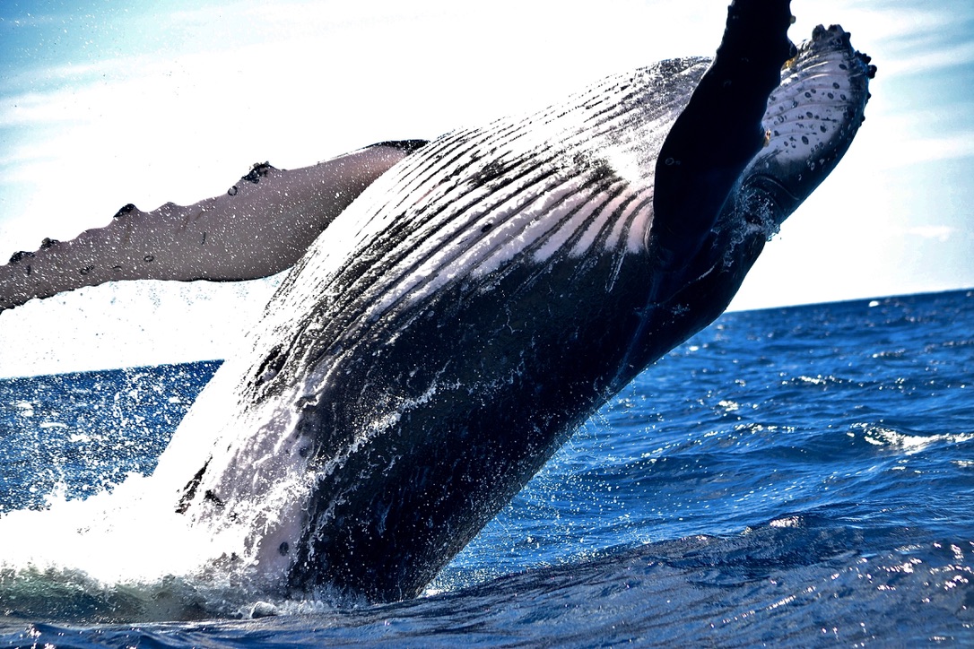 Whale Watching Wonders: Witnessing Majestic Marine Life in Mexico 2