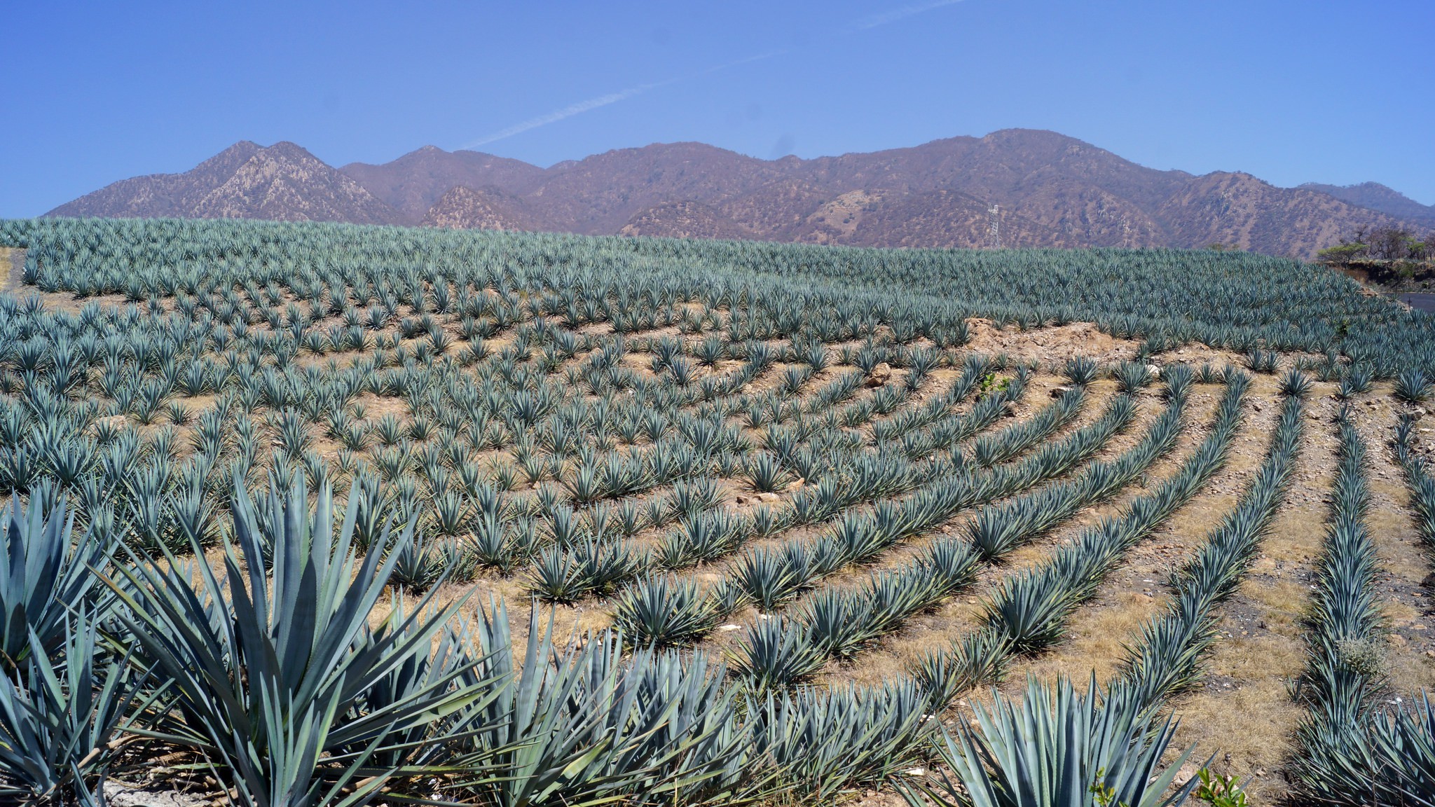 Tequila Trails: Exploring Mexico's Agave Fields And Distilleries