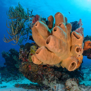 Diving into Paradise: Exploring Mexico's Pristine Coral Reefs 2