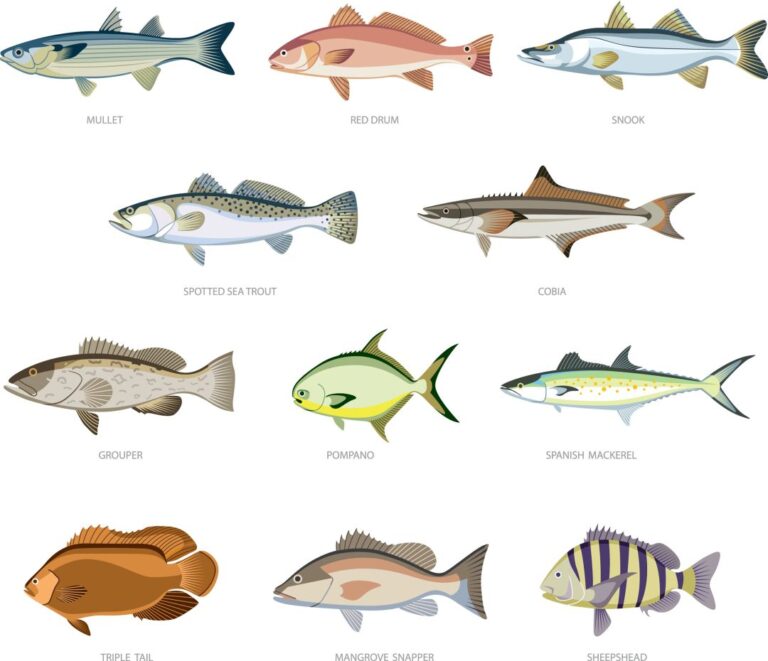 What Types Of Fish Are In The Gulf Of Mexico?
