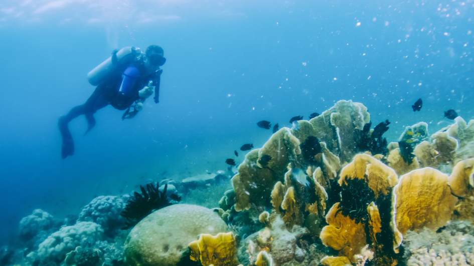 Diving Into Paradise: Exploring Mexico's Pristine Coral Reefs