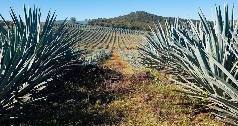 Tequila Trails: Exploring Mexico's Agave Fields and Distilleries 2