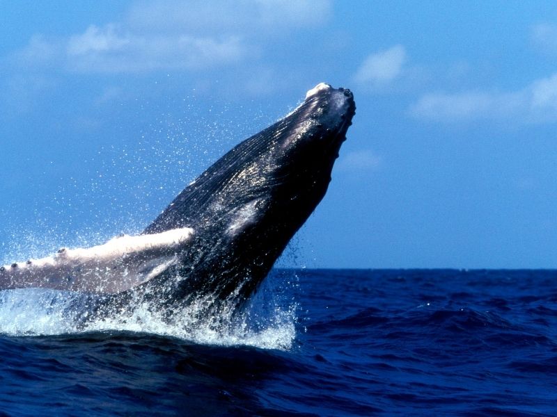 Whale Watching Wonders: Witnessing Majestic Marine Life In Mexico